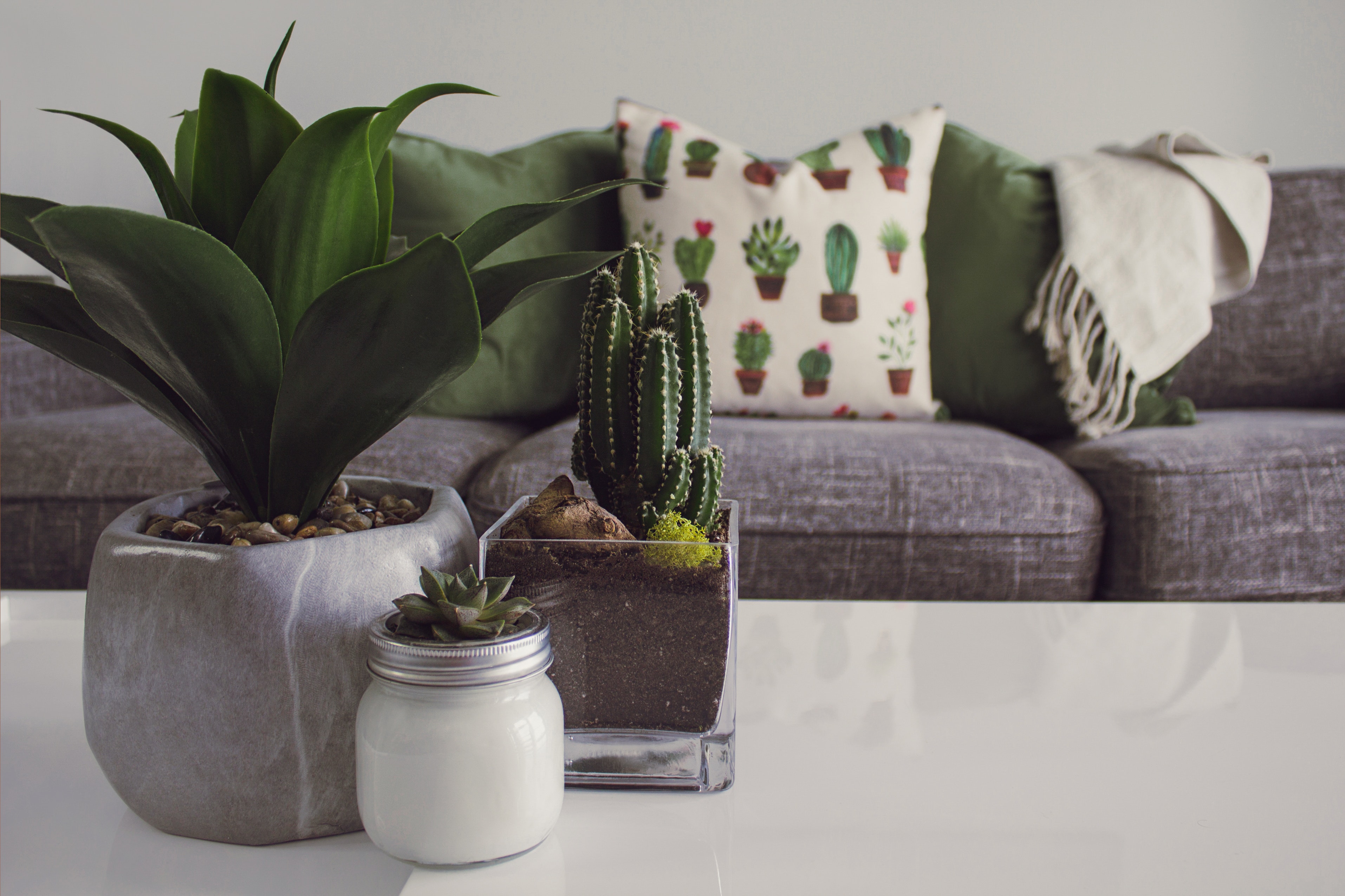 cactos-dicas-simples-de-decoracao