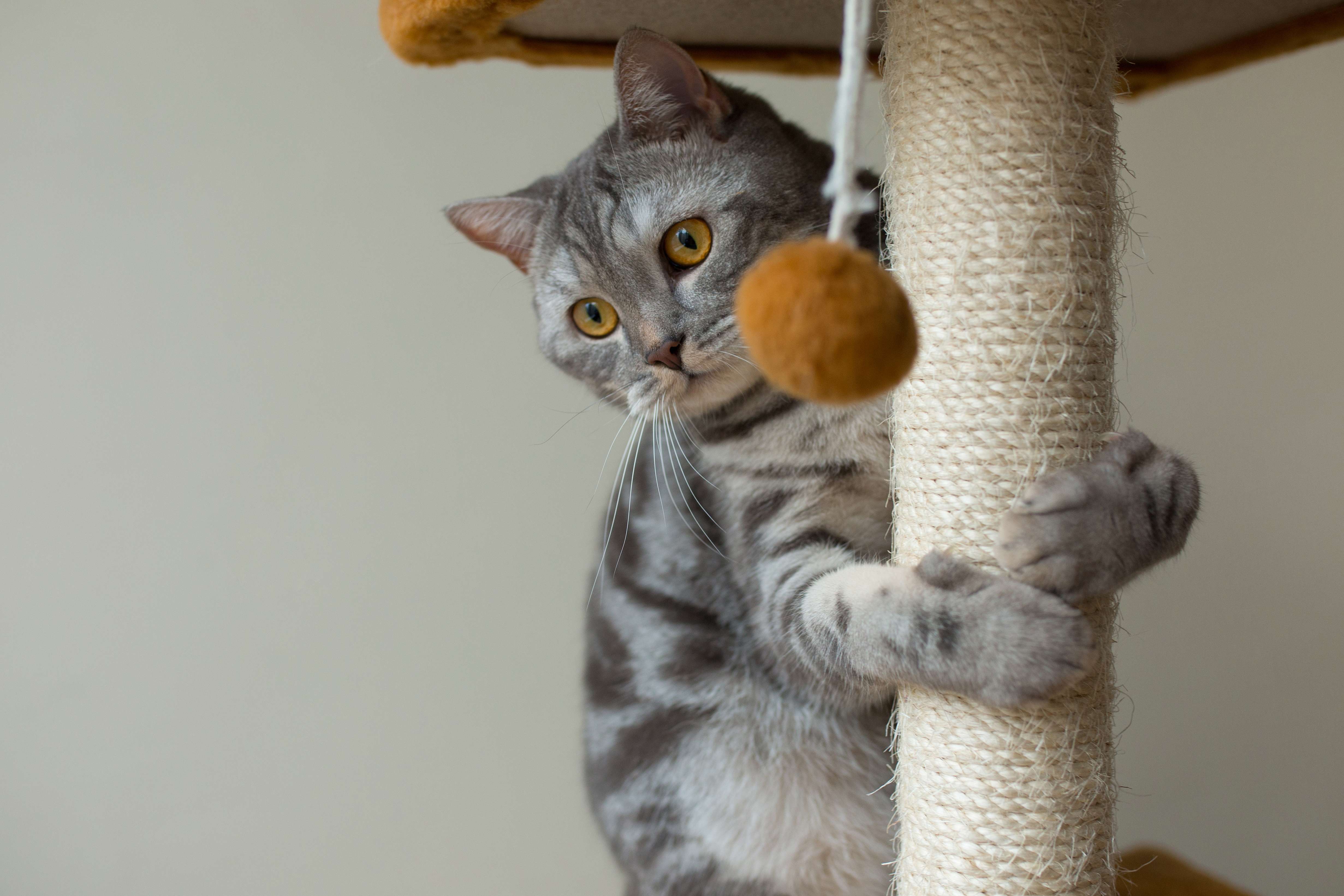 gato-cinza-reto-escoces-bonito-cacando-e-jogando
